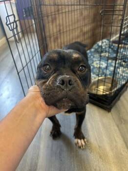 Estella -  American Bulldog and Mixed Breed Dog for Adoption in West Memphis, Arkansas - Estella | PetCurious