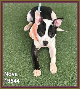 Nova(302) -  Pit Bull Terrier Dog for Adoption in Marietta, Georgia - Nova(302) | PetCurious