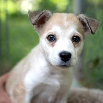 Mixed Breed Dogs Available for Adoption in Gainesville, Georgia - Bo Peep | PetCurious