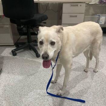 Charlie -  Labrador Retriever and Mixed Breed Dog for Adoption in Lake Havasu City, Arizona - Charlie | PetCurious