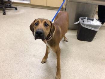 Rescue Redbone Coonhound and Mixed Breed Dogs for Adoption in Riverside, California - RUBY | PetCurious