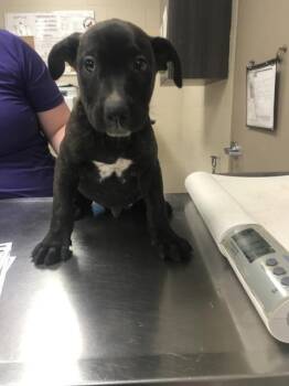 SPIKE -  Pit Bull Terrier and Australian Cattle Dog Blue Heeler Dog for Adoption in Conroe, Texas - SPIKE | PetCurious