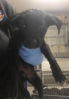 Labrador Retriever and Mixed Breed Dogs Available for Adoption in Conroe, Texas - A427017 | PetCurious