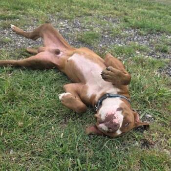 Rocky -  Pit Bull Terrier Dog for Adoption in Kansas City, Missouri - Rocky | PetCurious