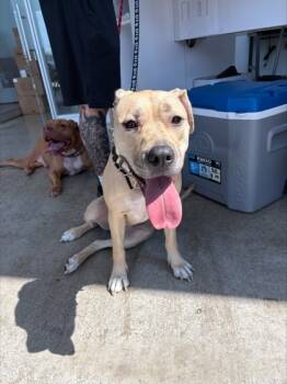 Rescue Shepherd and Mixed Breed Dogs for Adoption in Fort Worth, Texas - Goldilocks | PetCurious