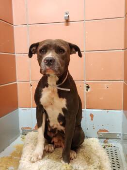 SASSY -  Staffordshire Bull Terrier and Mixed Breed Dog for Adoption in Houston, Texas - SASSY | PetCurious