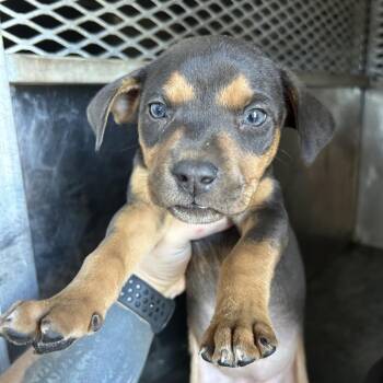 Hound Dogs Available for Adoption in Birmingham, Alabama - Dallas/Reese | PetCurious
