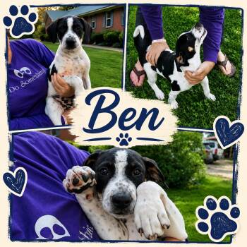 Ben -  Pointer and Beagle Dog for Adoption in Jackson, Tennessee - Ben | PetCurious