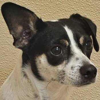 Inky -  Mixed Breed Dog for Adoption in Pleasanton, California - Inky | PetCurious
