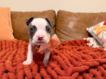 Remo Peachy Sweet -  Pit Bull Terrier and Staffordshire Bull Terrier Dog for Adoption in Friendswood, Texas - Remo Peachy Sweet | PetCurious