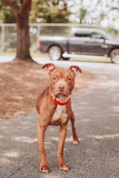 92926a Kora -  American Staffordshire Terrier and Mixed Breed Dog for Adoption in North Charleston, South Carolina - 92926a Kora | PetCurious