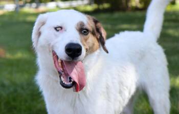 Mango -  Australian Shepherd and Great Pyrenees Dog for Adoption in Kansas City, Missouri - Mango | PetCurious