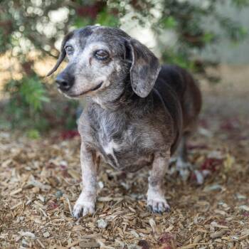 Dachshund Dogs Available for Adoption in Palm Springs, California - Miss Coco | PetCurious