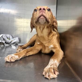 Mixed Breed Dogs Available for Adoption in Charleston, West Virginia - Alexandra | PetCurious