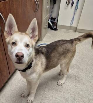 Simba -  Mixed Breed Dog for Adoption in Hamilton, Ohio - Simba | PetCurious