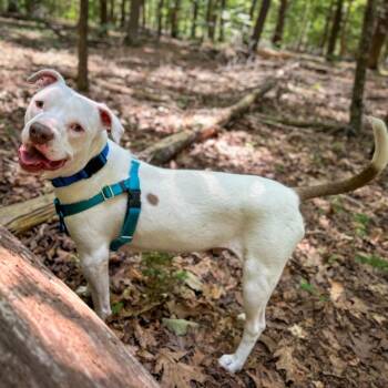 Sonar -  Mixed Breed Dog for Adoption in Rocky Mount, Virginia - Sonar | PetCurious