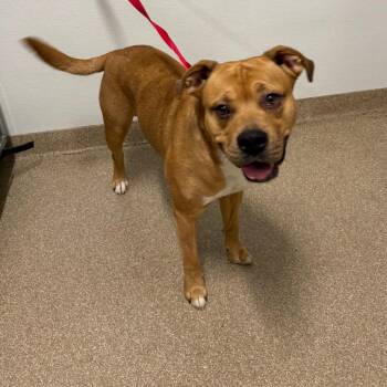 Tommy -  Mixed Breed Dog for Adoption in League City, Texas - Tommy | PetCurious