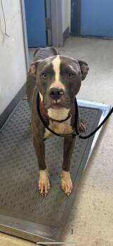 Rescue Pit Bull Terrier and Mixed Breed Dogs for Adoption in West Chester, Pennsylvania - Broodie | PetCurious