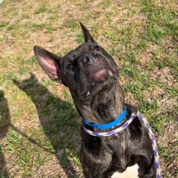 Zilla -  Terrier Dog for Adoption in Tampa, Florida - Zilla | PetCurious