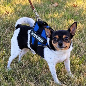 Roscoe -  Chihuahua Dog for Adoption in Horn Lake, Mississippi - Roscoe | PetCurious
