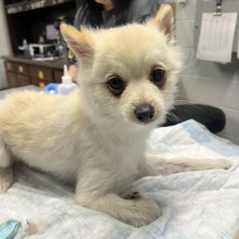 Pomeranian Dogs Available for Adoption - Torch | PetCurious