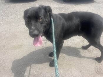 Rescue Cane Corso and Mixed Breed Dogs for Adoption in Port St. Joe, Florida - Bishop | PetCurious