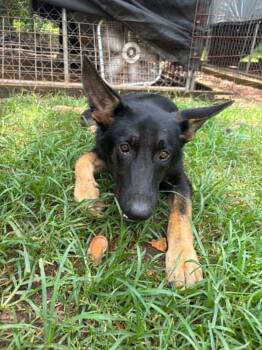 Toby -  German Shepherd Dog Dog for Adoption in Palm Harbor, Florida - Toby | PetCurious
