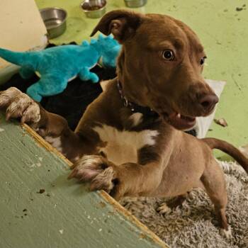 Mixed Breed Dogs Available for Adoption in Melrose, Florida - Hazel | PetCurious