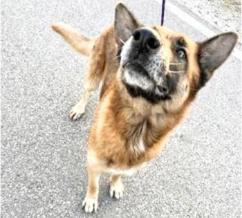 German Shepherd Dog Dogs Available for Adoption - A650638 | PetCurious