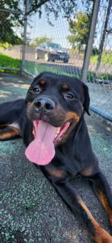 Cayla -  Rottweiler Dog for Adoption in Jersey City, New Jersey - Cayla | PetCurious