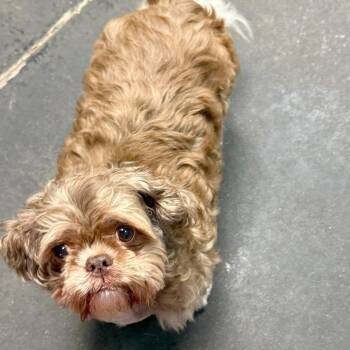 Shih Tzu Dogs Available for Adoption - Mr. Magoo | PetCurious