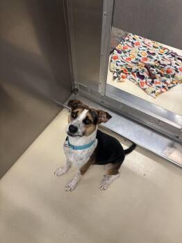 Torque -  Terrier Dog for Adoption in Kalamazoo, Michigan - Torque | PetCurious
