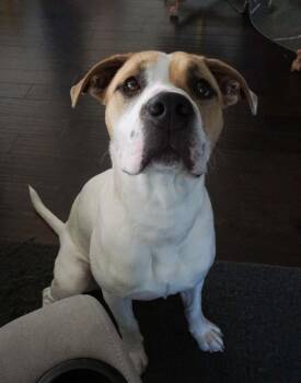 Gus -  Boxer and Pit Bull Terrier Dog for Adoption in Austin, Texas - Gus | PetCurious