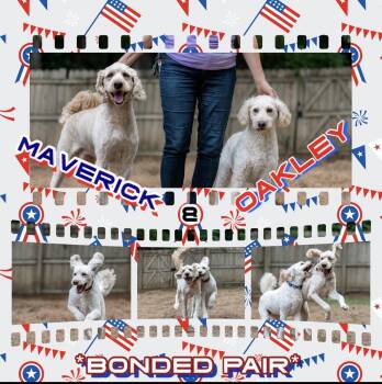 Maverick & Oakley- Bonded Pair -  Goldendoodle Dog for Adoption in Richmond, Virginia - Maverick & Oakley- Bonded Pair | PetCurious