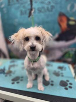 Maltese Dogs Available for Adoption in Richmond, Virginia - Ramsay | PetCurious