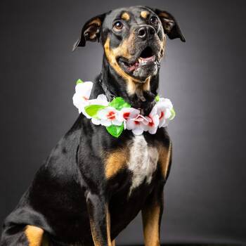Rescue Hound and Australian Kelpie Dogs for Adoption in Biloxi, Mississippi - Willow | PetCurious