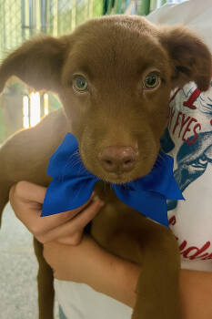 Rescue Chocolate Labrador Retriever and Australian Cattle Dog Blue Heeler Dogs for Adoption in Mount Laurel Township, New Jersey - Cameron | PetCurious