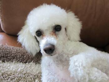 Leo -  Poodle Dog for Adoption in Toronto, Ontario - Leo | PetCurious