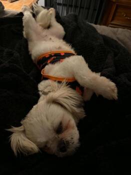 Bella -  Shih Tzu Dog for Adoption in Mishawaka, Indiana - Bella | PetCurious
