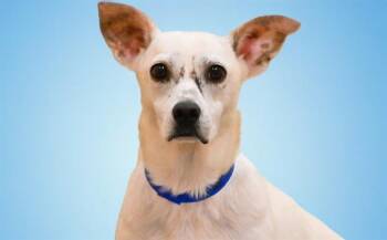 Australian Kelpie and Mixed Breed Dogs Available for Adoption in Fort Lauderdale, Florida - OLAF | PetCurious