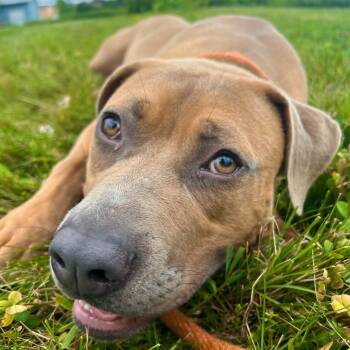 Jim -  Black Mouth Cur Dog for Adoption in Williston, Vermont - Jim | PetCurious