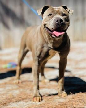 AC-5316 "Martha" -  Pit Bull Terrier Dog for Adoption in Conyers, Georgia - AC-5316 "Martha" | PetCurious