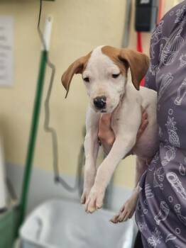 American Staffordshire Terrier Dogs Available for Adoption - Lion | PetCurious