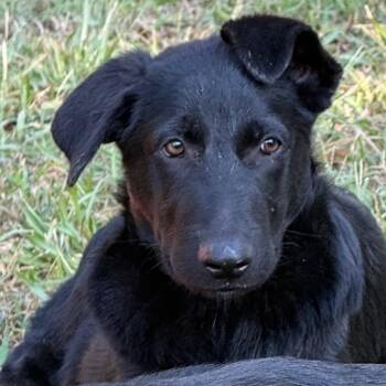 Mercury -  German Shepherd Dog Dog for Adoption in Jacksonville, Arkansas - Mercury | PetCurious
