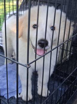 Paulo -  Great Pyrenees and Australian Shepherd Dog for Adoption in Mcconnelsville, Ohio - Paulo | PetCurious