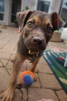 Beagle and Terrier Dogs Available for Adoption in Saugus, Massachusetts - Bluebonnet | PetCurious