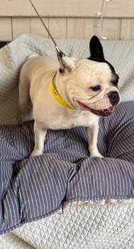Maggie -  French Bulldog Dog for Adoption in Fort Worth, Texas - Maggie | PetCurious