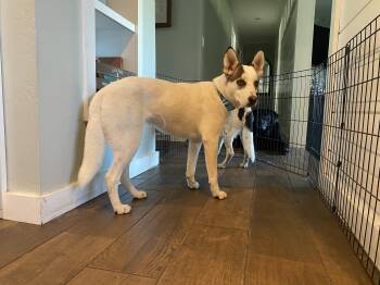 Rescue Australian Cattle Dog Blue Heeler Dogs for Adoption in Petaluma, California - Anna | PetCurious