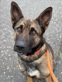 Rescue Belgian Shepherd Malinois Dogs for Adoption in Woodland, California - KIRA | PetCurious
