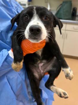 Baguette -  Affenpinscher Dog for Adoption in Nacogdoches, Texas - Baguette | PetCurious